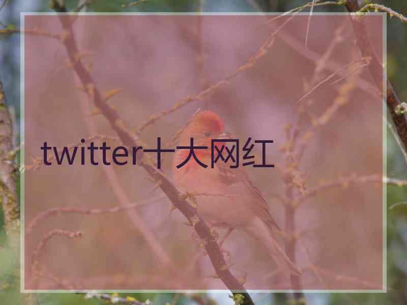 twitter十大网红