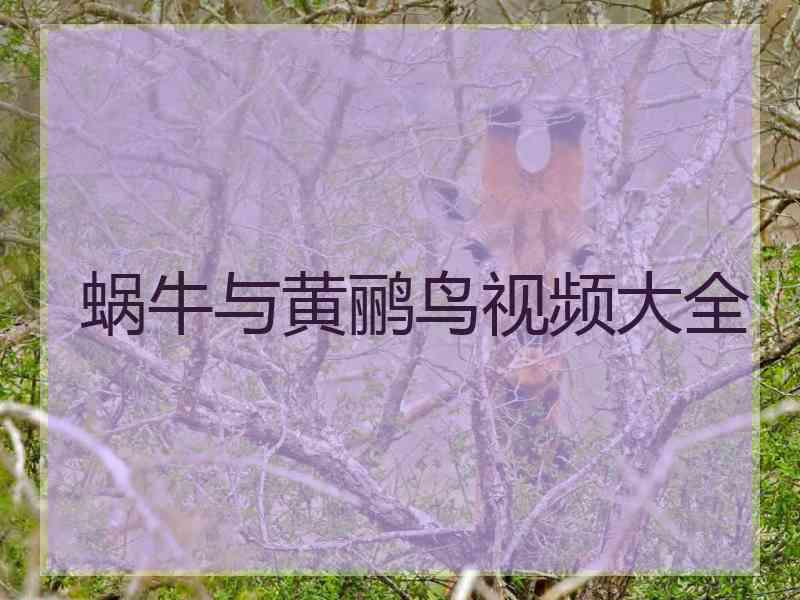 蜗牛与黄鹂鸟视频大全